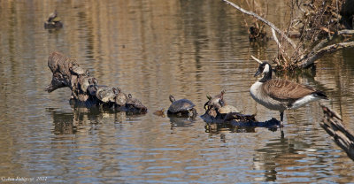 Canada Goose and Turtles