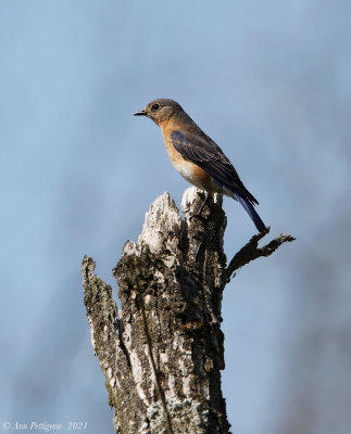 Eastern Bluebird