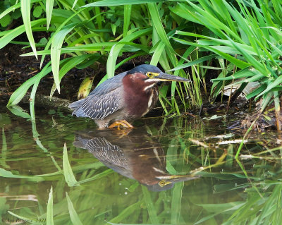 Green Heron