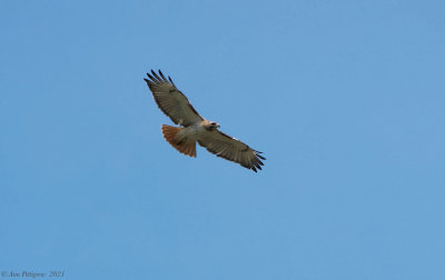 Red-tailed Hawk