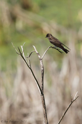 Northern Rough-winged Swallow (female)