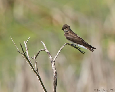 Northern Rough-winged Swallow (female)