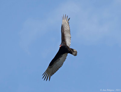 Turkey Vulture 