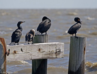 Double-crested Cormorants 
