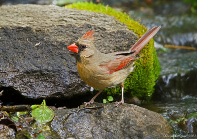 Northern Cardinal