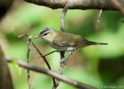 Red-eyed Vireo