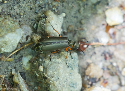 Blister Beetle