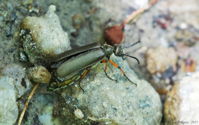 Blister Beetle