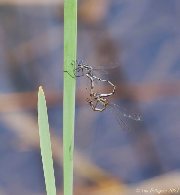 Southern Spreadwing