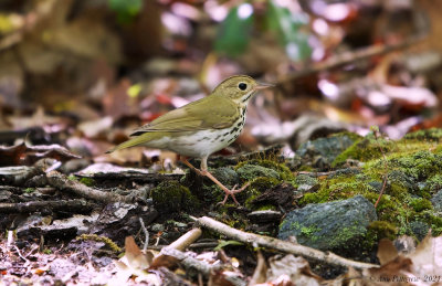 Ovenbird 