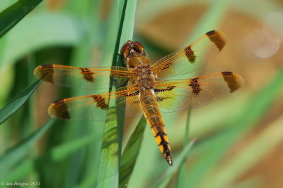 Painted Skimmer