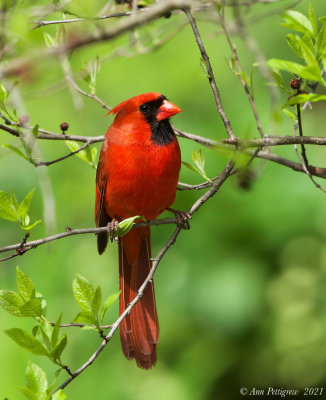 Northern Cardinal - male