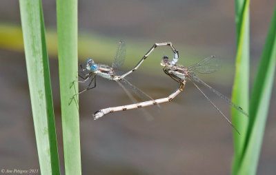Southern Spreadwing Pair