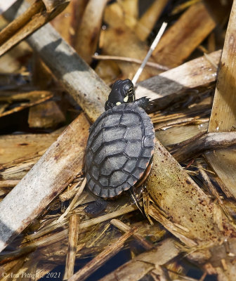 Eastern Painted Turtle Hatchling