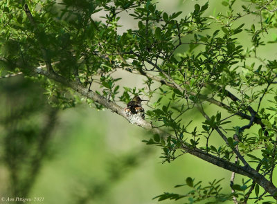 Ruby-throated Hummingbird on Nest