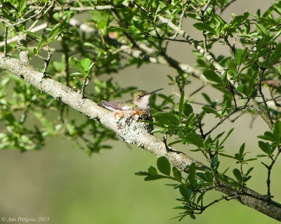 Ruby-throated Hummingbird on Nest