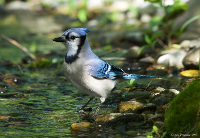 Blue Jay