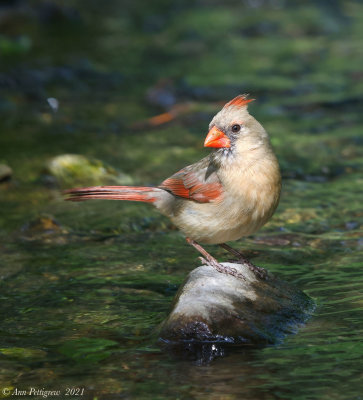 Northern Cardinal - female