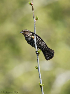 Red-winged Blackbird - female
