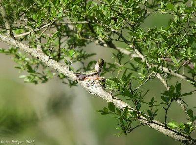 Ruby-throated Hummingbird on Nest
