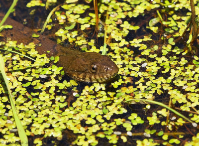 Northern Watersnake