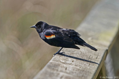 Red-winged Blackbird - Male