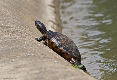 Red-eared Slider x Yellow-bellied Slider Hybrid