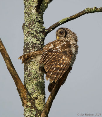  Barred Owl