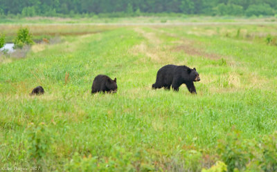 Black Bear and Cubs
