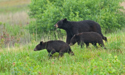 Black Bear and Cubs