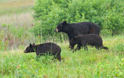 Black Bear and Cubs