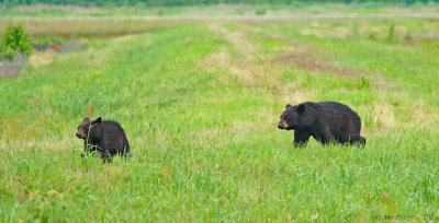 Black Bear and Cub