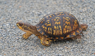 Eastern Box Turtle (female)