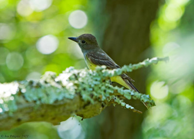 Great Crested Flycatcher