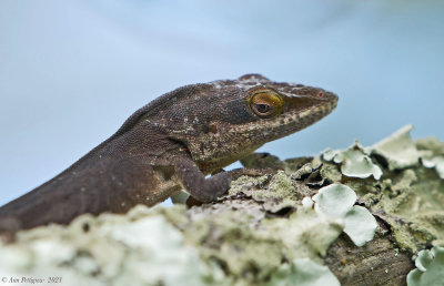 Green Anole