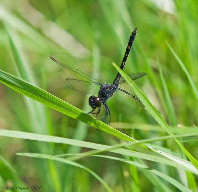 Seaside Dragonlet - Male