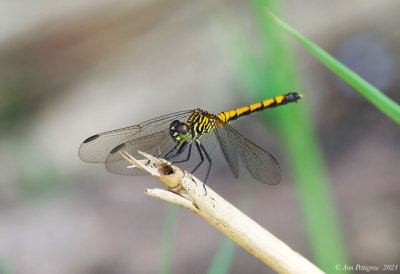 Seaside Dragonlet - Female