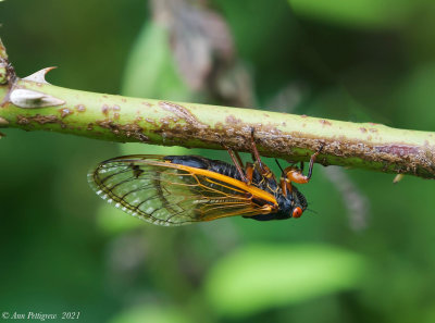 Periodical Cicada