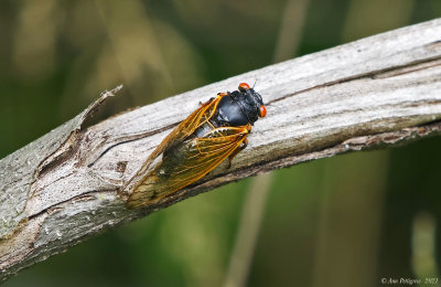 Periodical Cicada