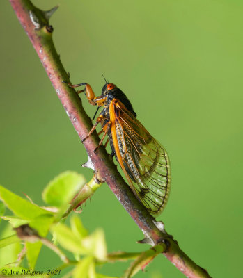 Periodical Cicada