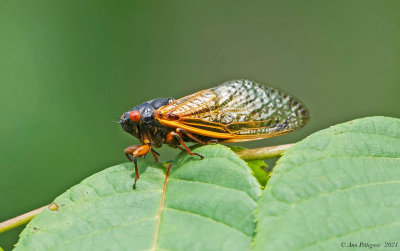 Periodical Cicada