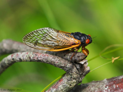 Periodical Cicada