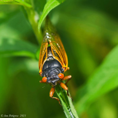 Periodical Cicada