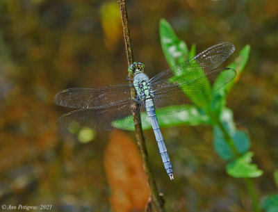 Eastern Pondhawk