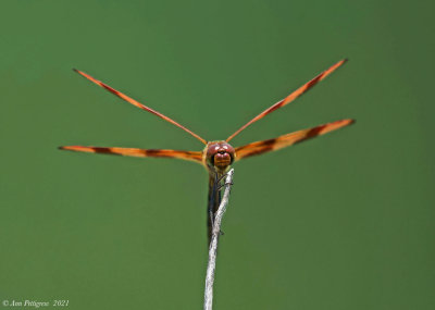 Halloween Pennant