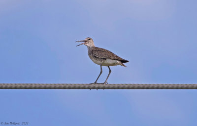 Willet