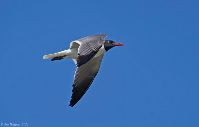 Laughing Gull