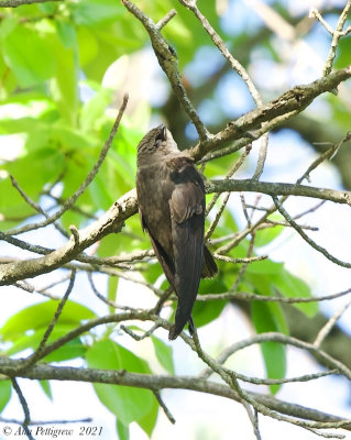 Chimney Swift