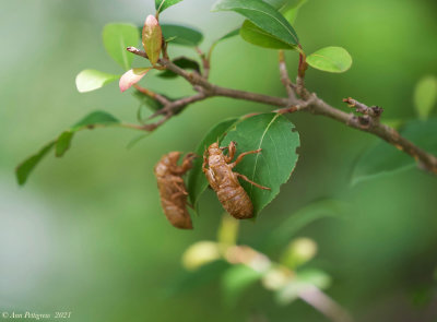 Cicada Exuvia