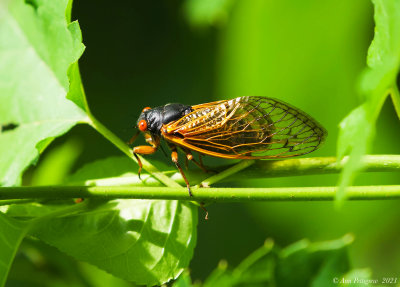 Periodical Cicada